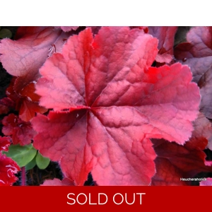 Heuchera 'Northern Exposure Red'